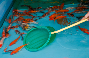 Fishpond